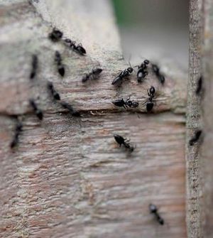 Ameisen der Gattung Technomyrmex in der Masoalahalle des Zoo Zürich. Bild: Zoo Zürich
