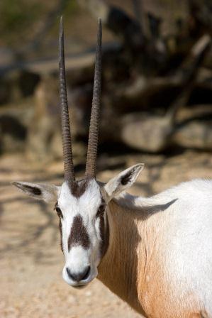 Frontal sind beide Hörner bei der Arabischen Oryx gut zu erkennen, .... Bild: Zoo Zürich/Enzo Franchini