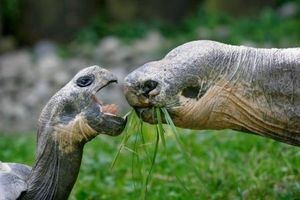 «Gib mir auch was ab!» Frisches Grün zählt zu den Leibspeisen der Galapagos-Riesenschildkröten. Bild: Zoo Zürich/Enzo Franchini