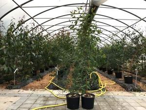 Die Firma Lüscher Gartenbau-Baumschulen AG liefert den Eukalyptus für Milo und Mikey. Bild: Urs Lüscher